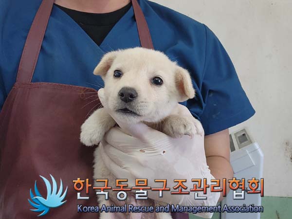 종료(안락사) 믹스…